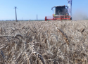 Scăderea prețurilor cerealelor pune presiune pe fermierii din Portul Constanța