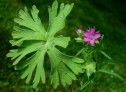 Geranium dissectum, ciocul berzei 