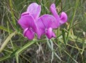 Lathyrus tuberosus L., oreşniţă, alunel 