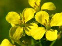 Recomandări Summit Agro pentru sezonul de toamnă al culturii de rapiţă