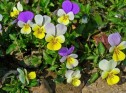 Viola tricolor L., trei frați pătați