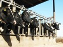 Au fost aprobate plafoanele alocate schemelor de sprijin cuplat, în sectorul zootehnic