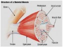 Structura tesutului muscular