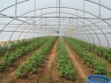 Sere si echipamente pentru cultura flori