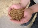 Efectul favorabil al fertilizarii asupra producției și procentului de gluten la grâu