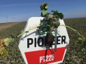 Cum se prezintă culturile de rapiță DuPont Pioneer înainte de ieșirea din iarnă