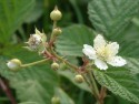 Rubus caesius L., mur de miriște