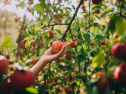 ANAF lansează ghidul pentru impozitarea veniturilor agricole