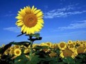 Importanta si obiectivele de ameliorare la floarea soarelui (Helianthus annuus L.)