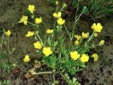 Ranunculus sardous Cr., piciorul cocoșului păros