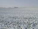 Prognoza Agrometeorologică 06-12 ianuarie 2021. Ce recomandă meteorologii agricultorilor?
