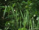 Bromus sterilis L.