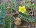 Tribulus terrestris L.,  colțul babei
