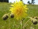 Sonchus arvensis L., susai de câmp