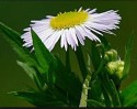 Erigeron annuus L.