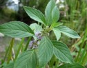 Mentha arvensis L.,  izma cerbului 