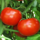 Ajutor de minimis pentru tomatele cultivate în spaţii protejate