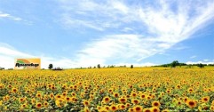 ROUNDUP ENERGY - Desicarea florii soarelui 