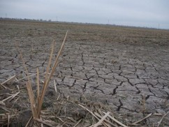 OFICIAL: S-a dat verde la despăgubirile pentru secetă! Cum se împart cele 75 de milioane de euro