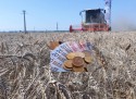 Războiul din Ucraina și impactul asupra fermierilor români: Dezastru în sectorul agricol