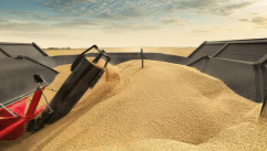 Prețul grâului în creștere la portul Constanța: Cât se plătește azi