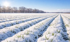 Anul agricol 2025–2026 aduce vești optimiste pentru fermieri