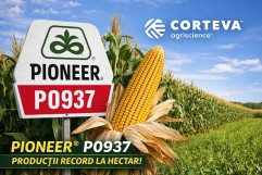 Hibridul de porumb Pioneer P0937 – alegerea fermierilor pentru producții mari