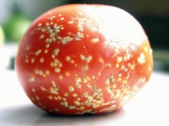 Bolile Tomatelor-Partea 1 din lista bolilor intalnite in Romania